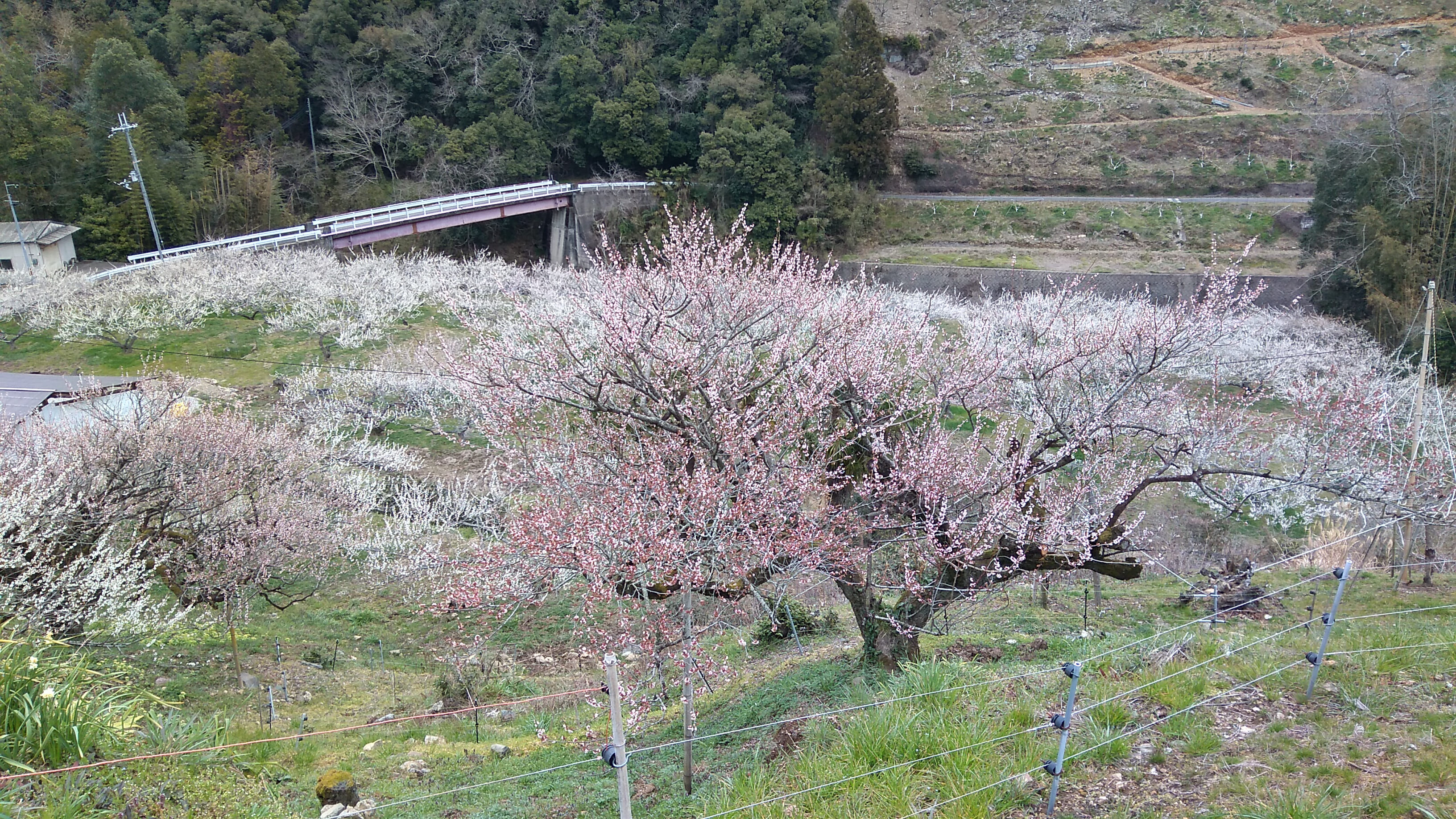 Kukai's prequel (Prequel) Chasing Kukai's "blank decade" - a mystery hunting tour that touches the roots of the sacred place Yoshino and Awakening 18